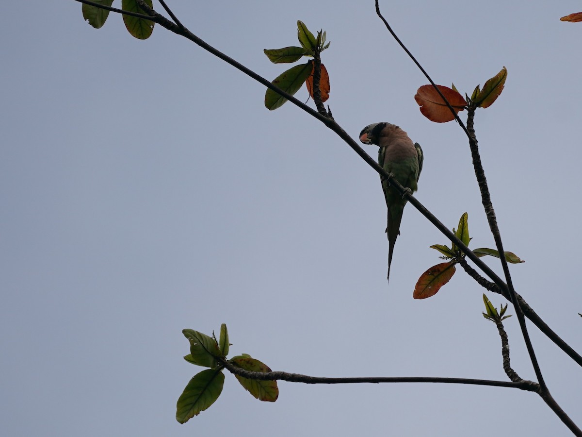 Long-tailed Parakeet - ML619392519
