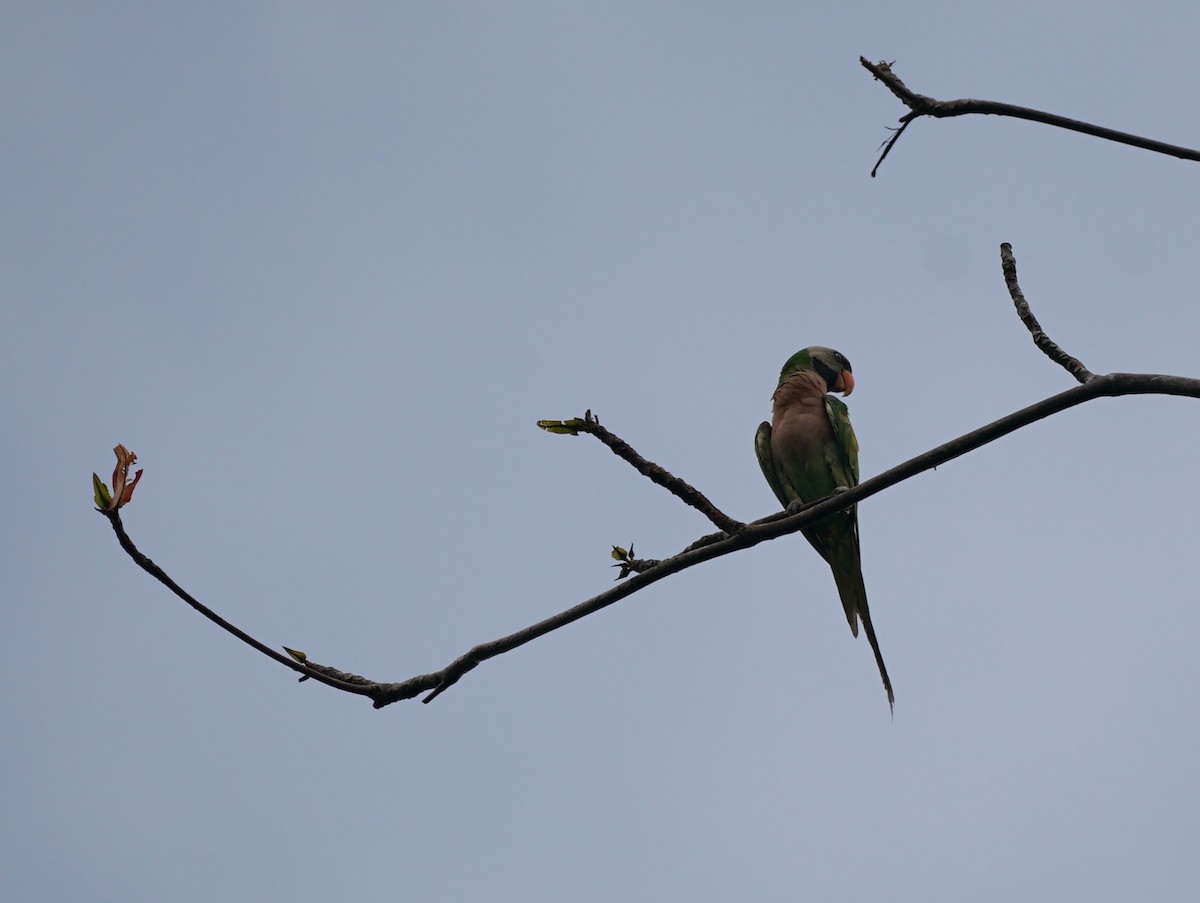 Long-tailed Parakeet - ML619392520