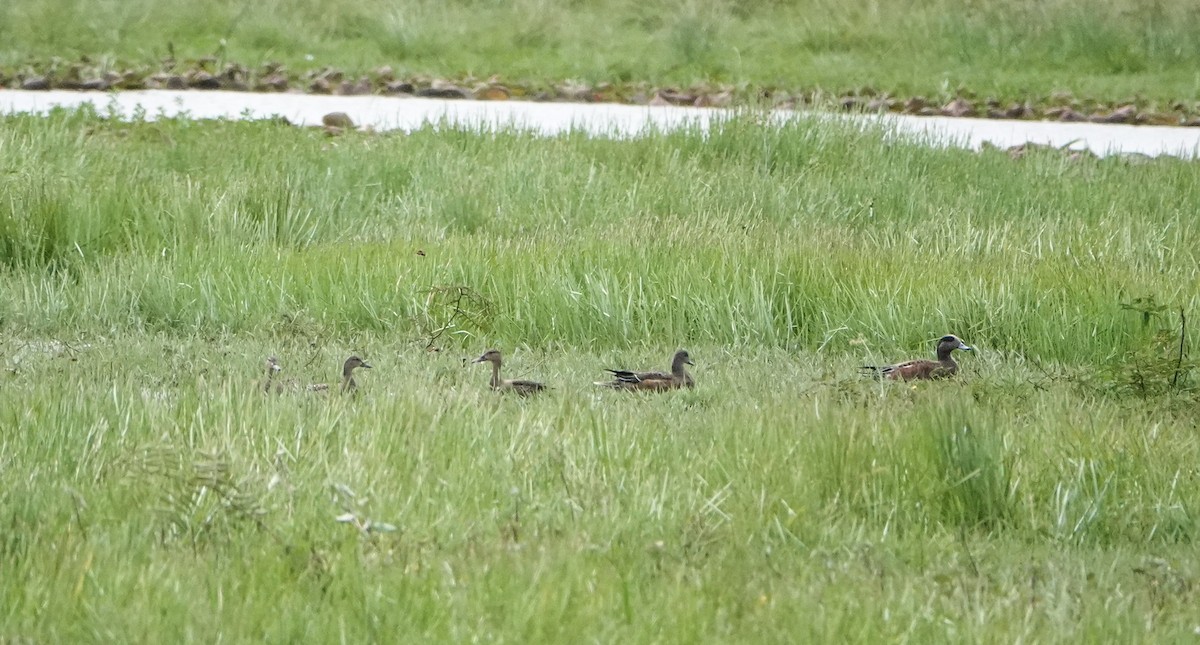 Blue-winged Teal - Laura Voight