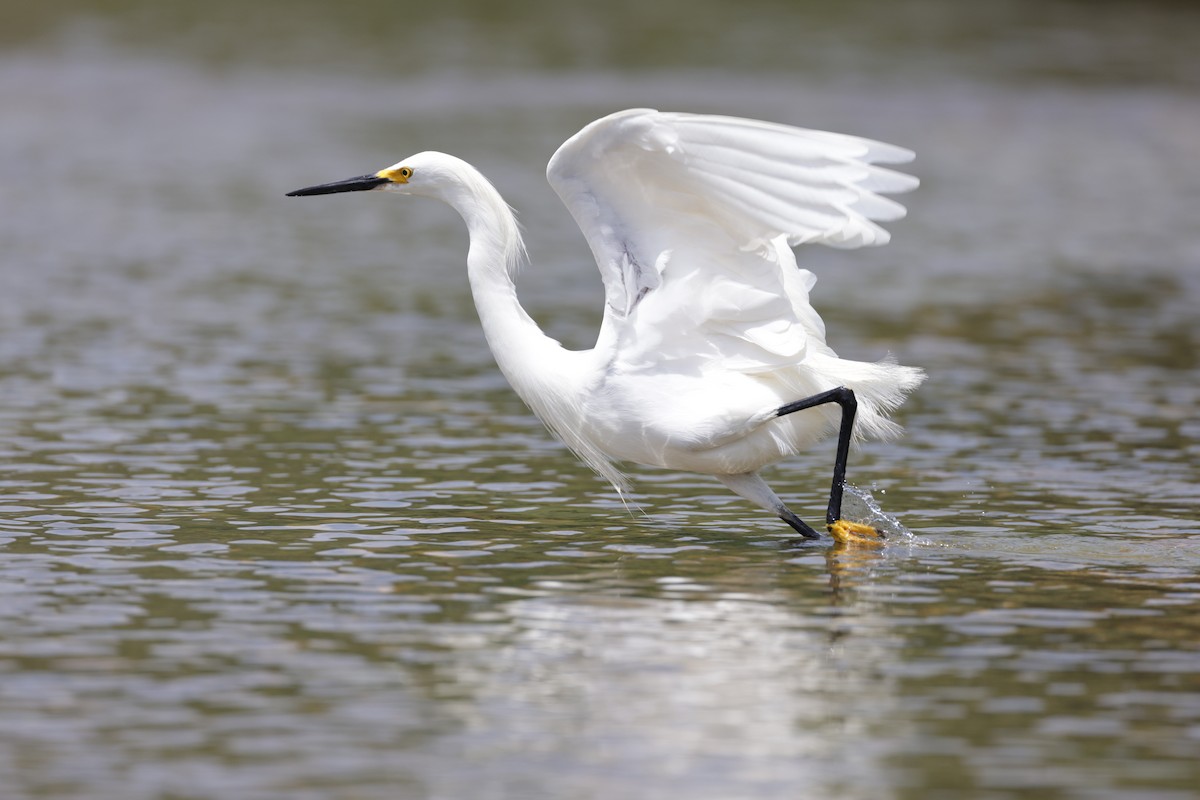 Snowy Egret - ML619392535