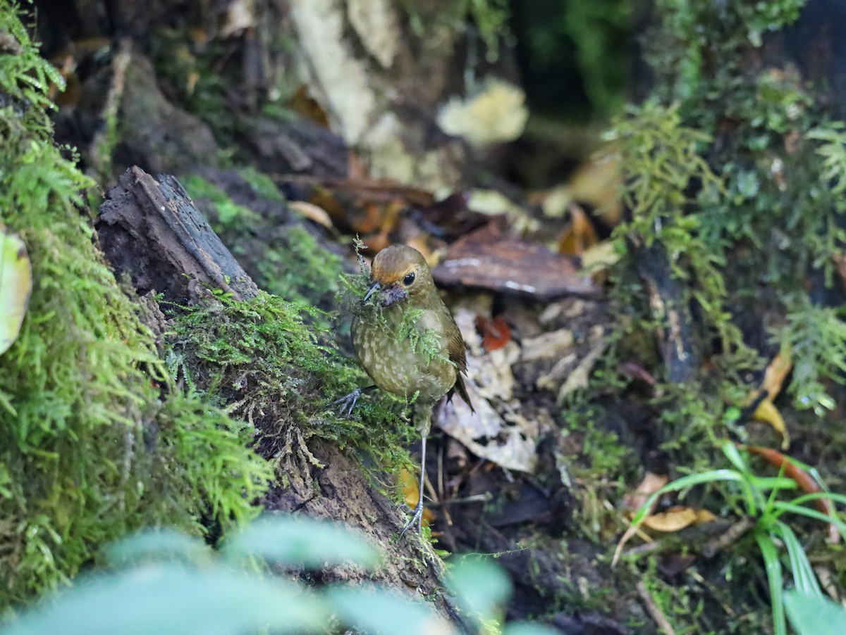 Himalayan Shortwing - Supot Surapaetang