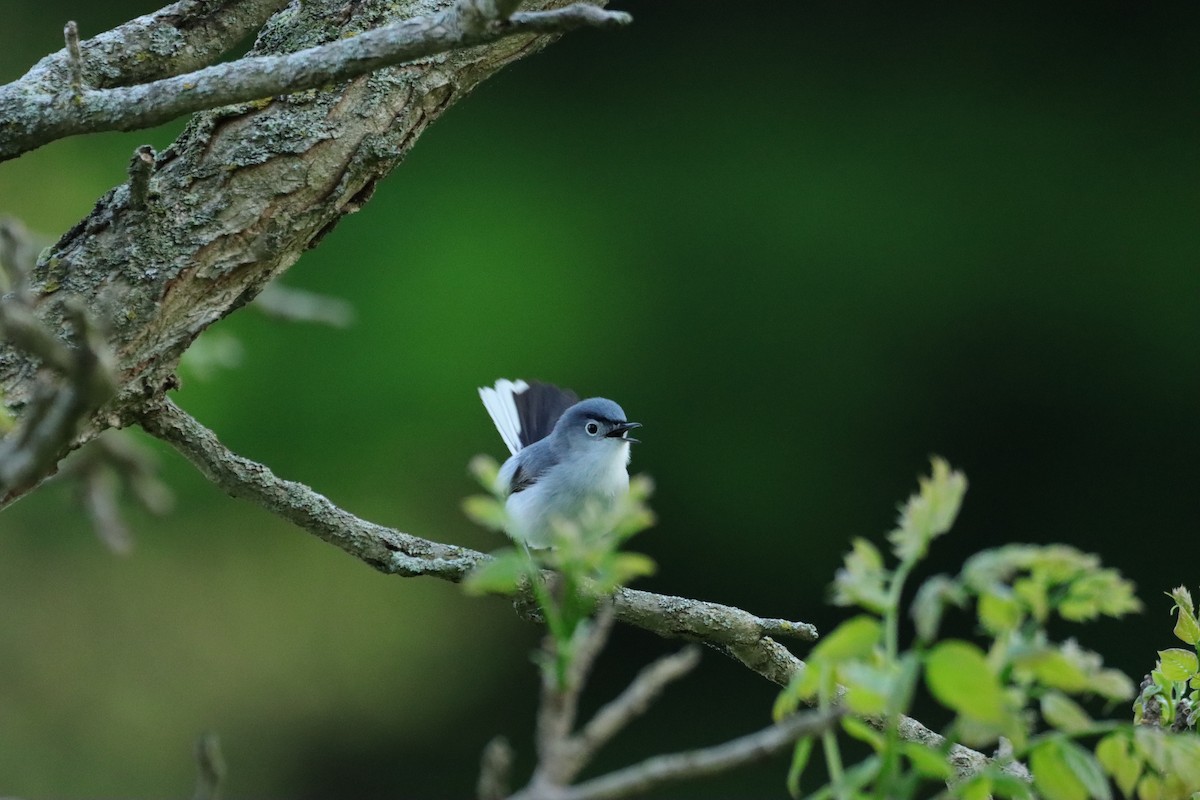 Blue-gray Gnatcatcher - William Going