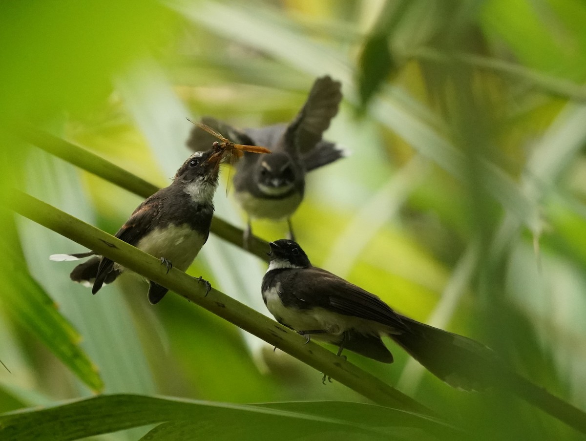 Malaysian Pied-Fantail - Keng Keok Neo