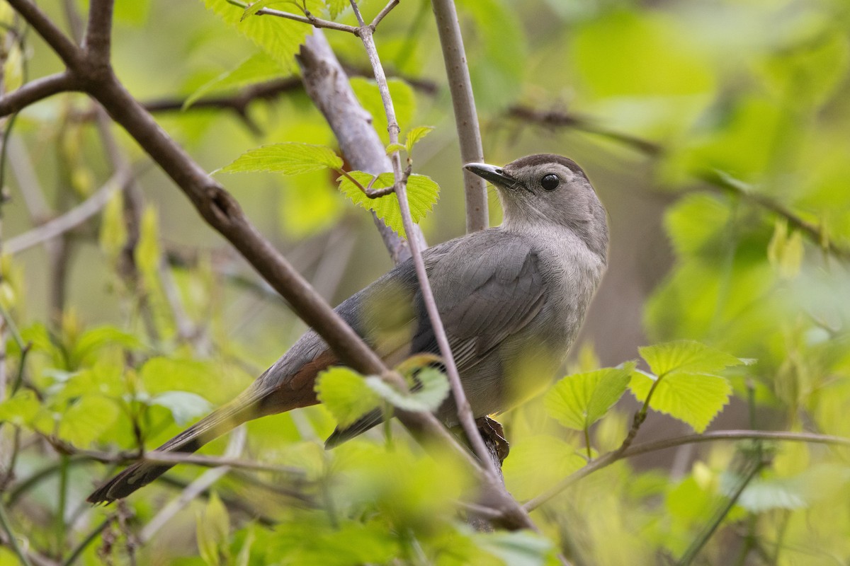 Gray Catbird - Chris Scott