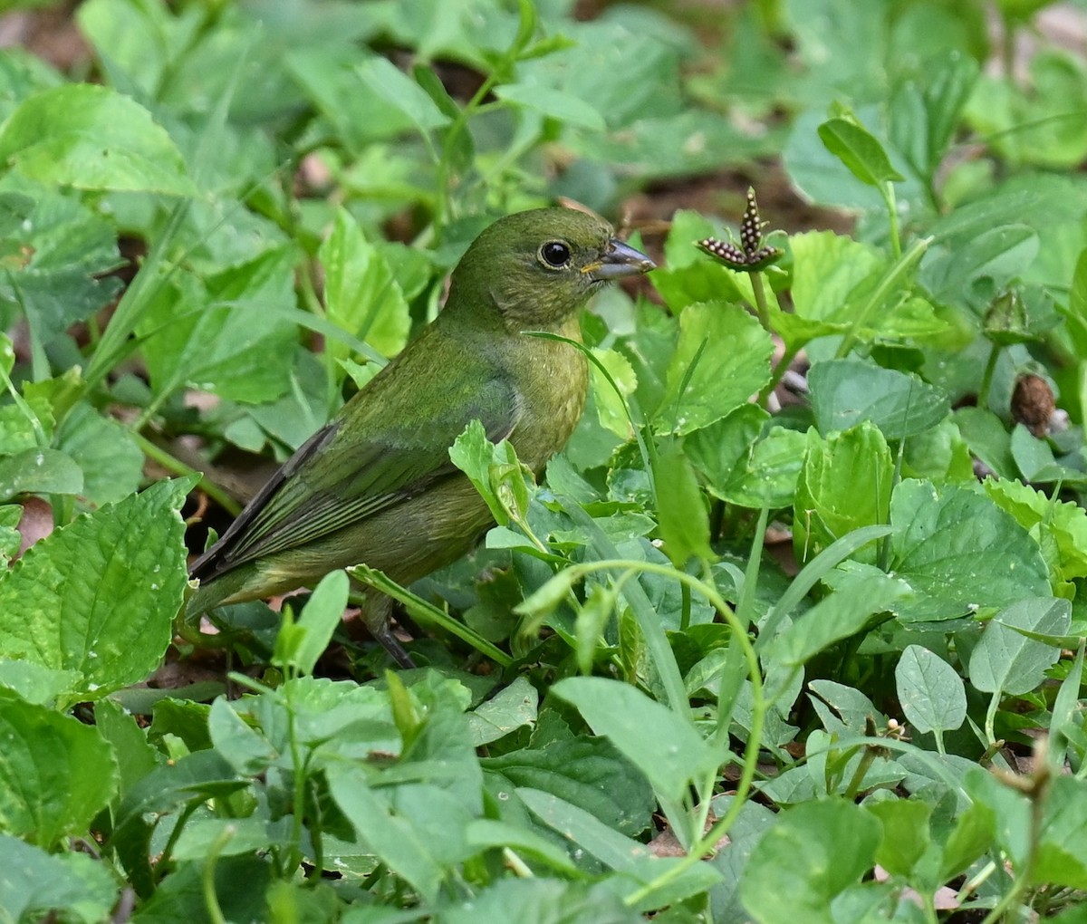 Painted Bunting - Andy Reago &  Chrissy McClarren