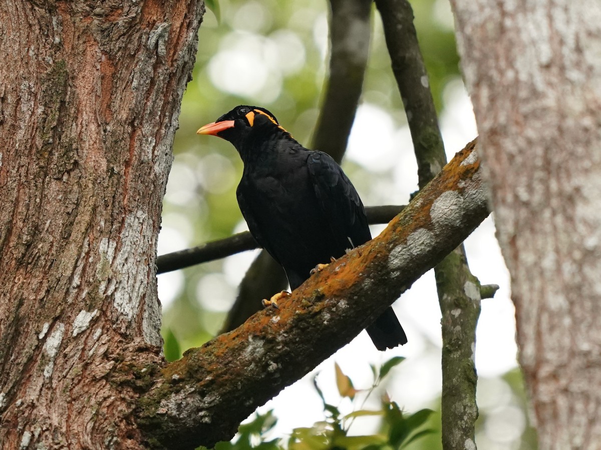 Common Hill Myna - Keng Keok Neo