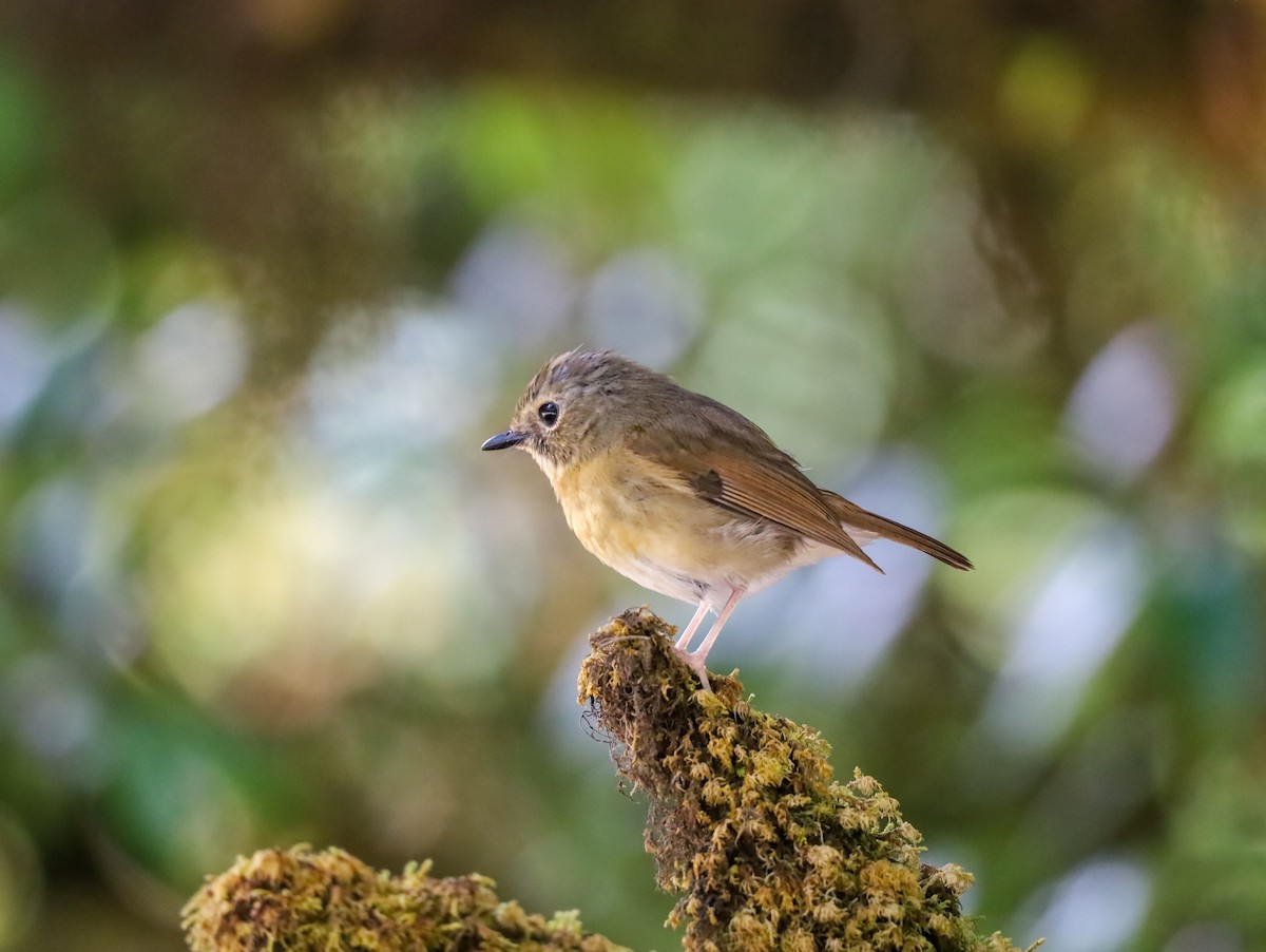 Snowy-browed Flycatcher - Supot Surapaetang