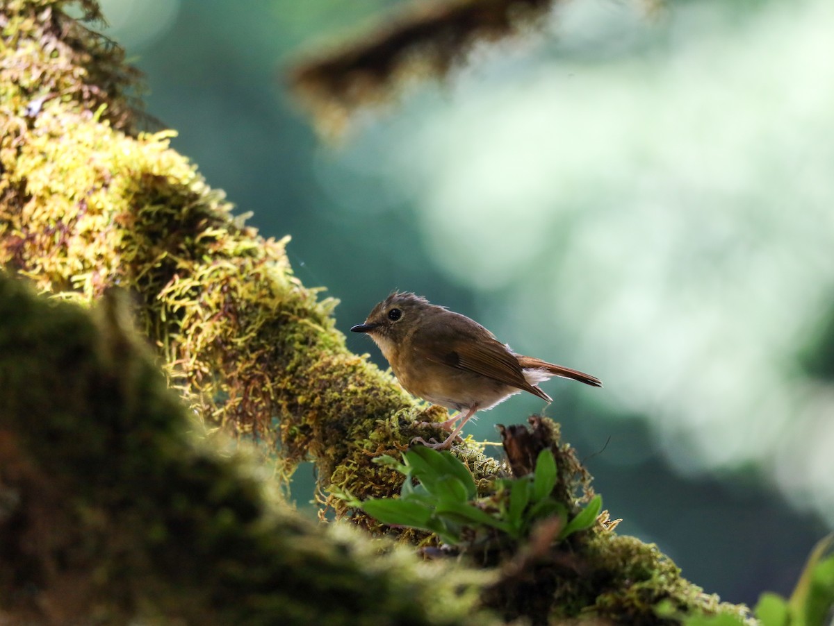 Snowy-browed Flycatcher - Supot Surapaetang