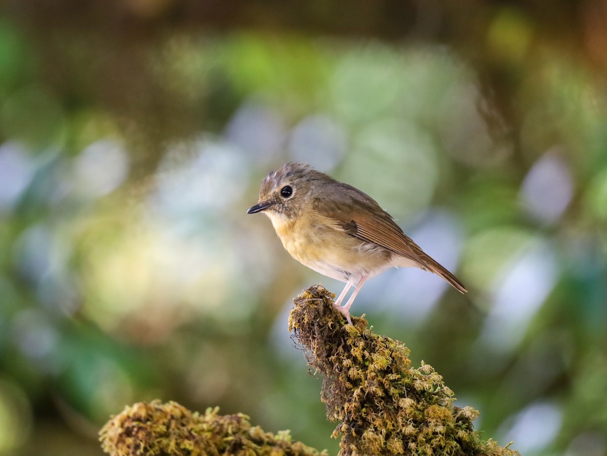 Snowy-browed Flycatcher - Supot Surapaetang
