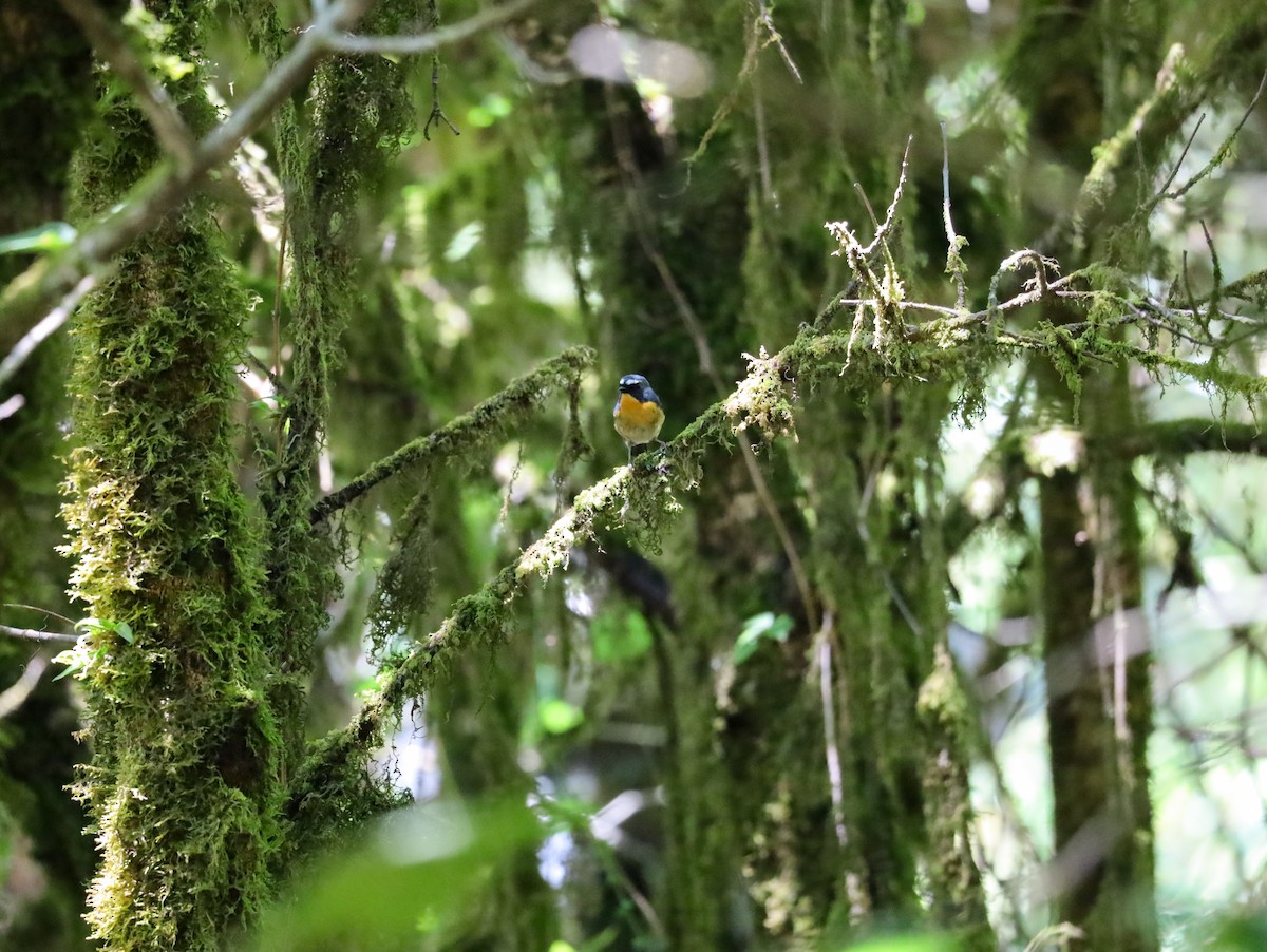 Snowy-browed Flycatcher - Supot Surapaetang