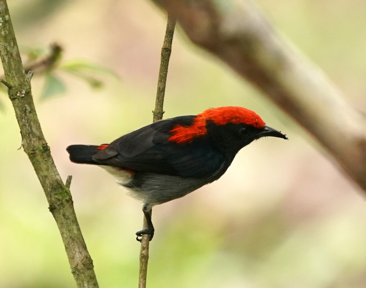 Scarlet-backed Flowerpecker - Keng Keok Neo