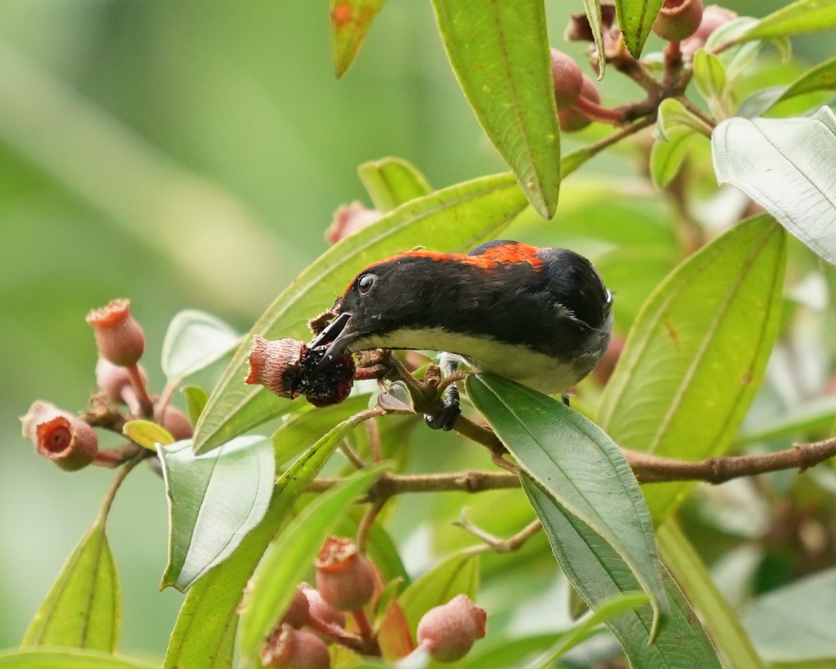 Scarlet-backed Flowerpecker - Keng Keok Neo