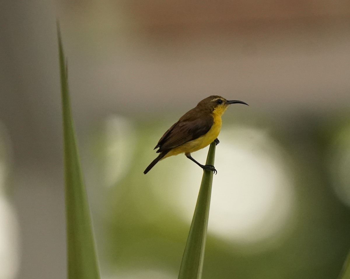 Ornate Sunbird - Keng Keok Neo