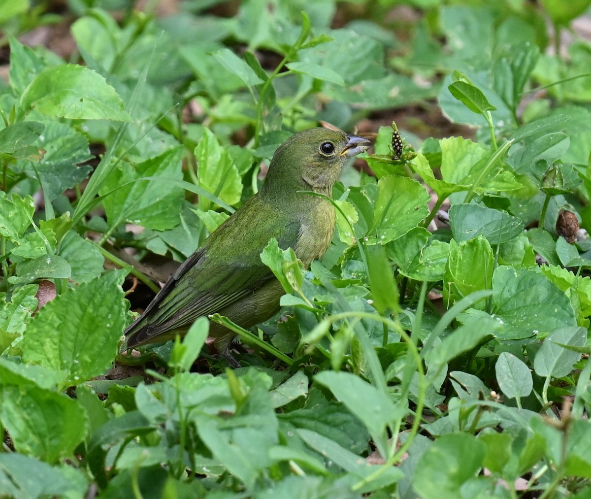 Painted Bunting - Andy Reago &  Chrissy McClarren