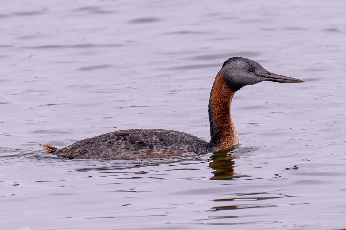 Great Grebe - Gerhard Josef Bauer