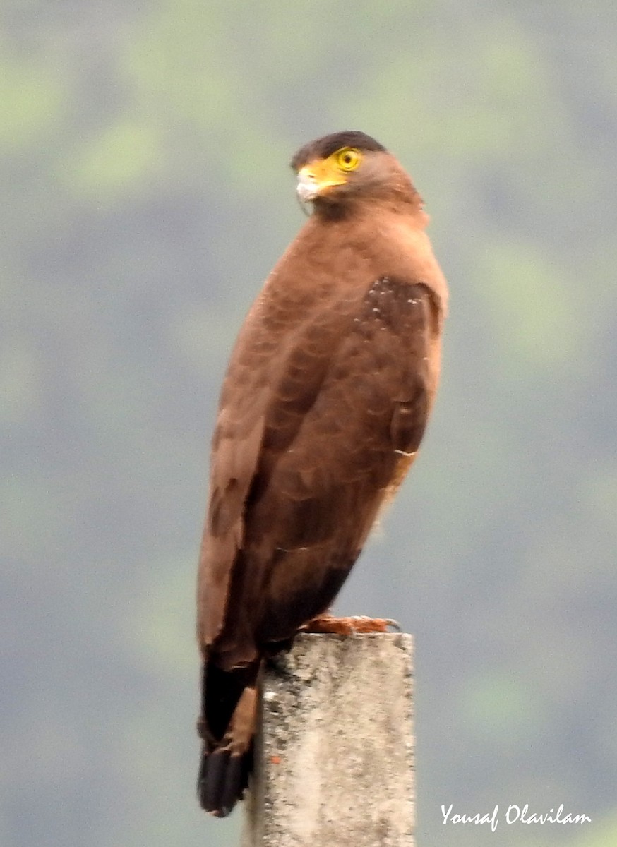 Crested Serpent-Eagle - Yousaf Olavilam