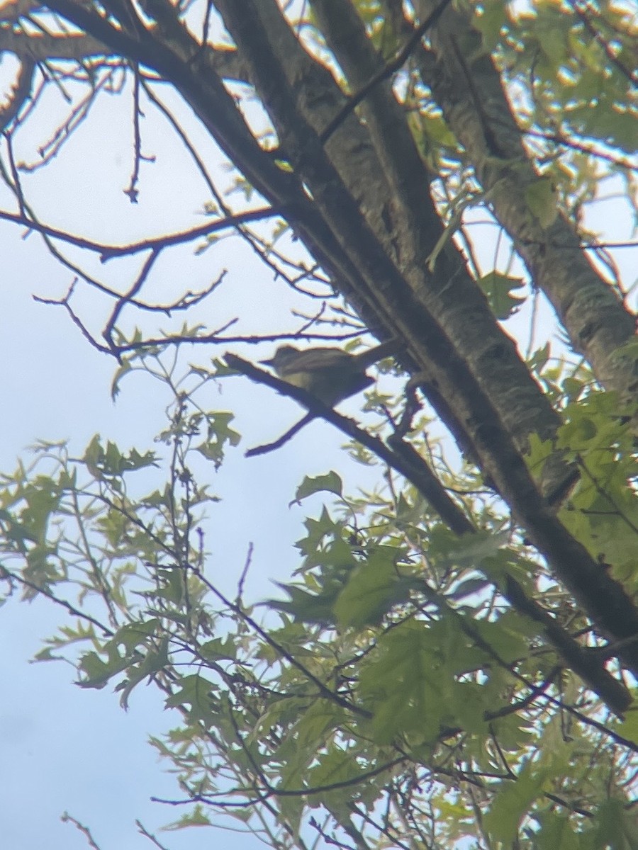 Great Crested Flycatcher - ML619392643