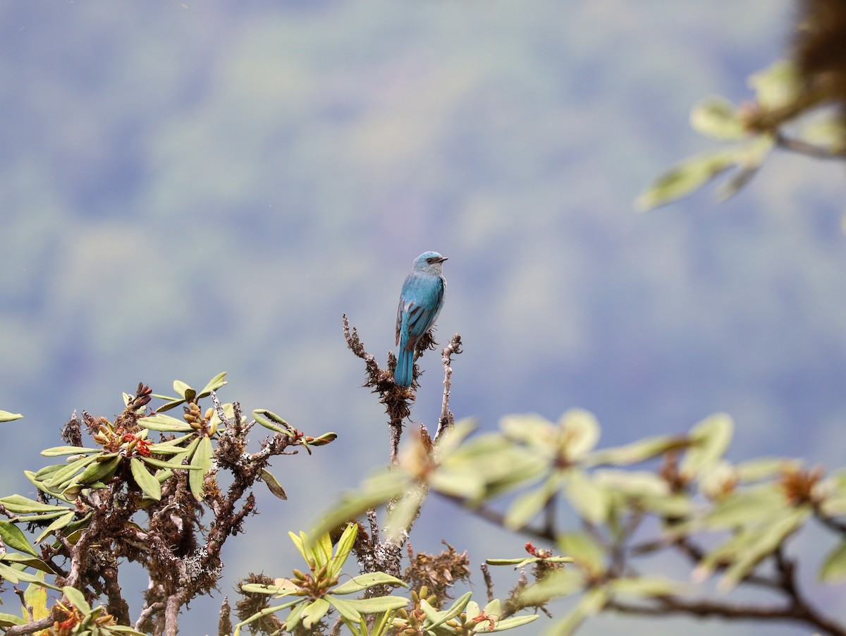 Verditer Flycatcher - Supot Surapaetang