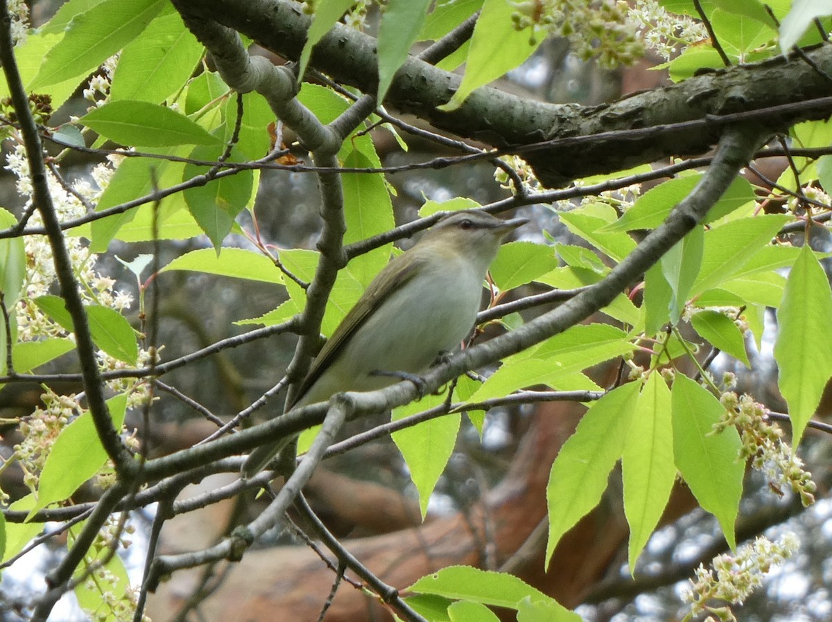 Red-eyed Vireo - Steph Foraker