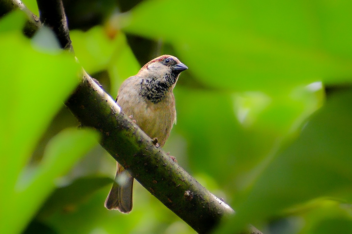 House Sparrow - Vikasitha Dewasurendra