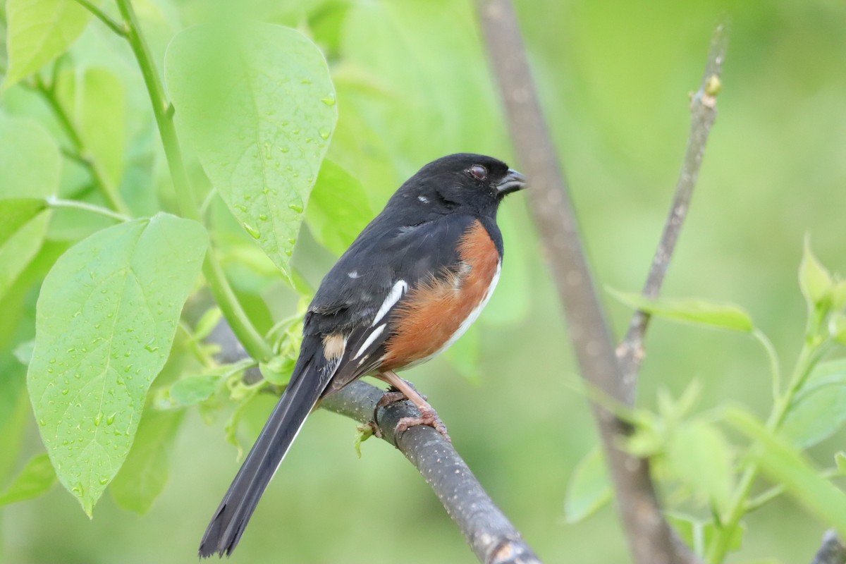 Eastern Towhee - William Going