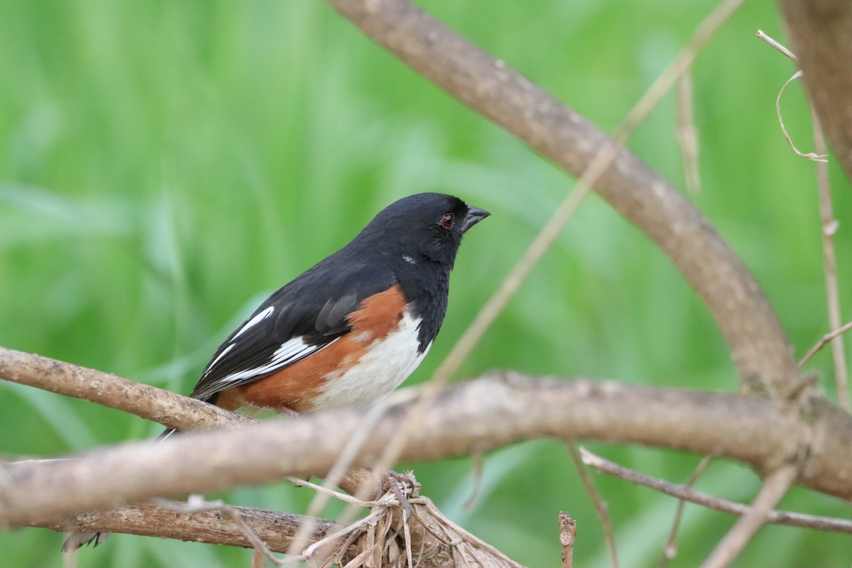 Eastern Towhee - William Going