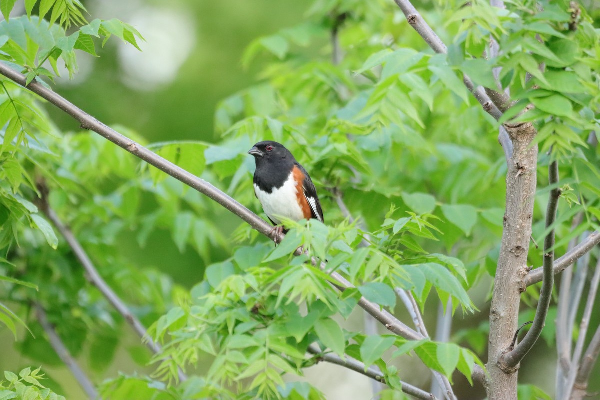 Eastern Towhee - William Going