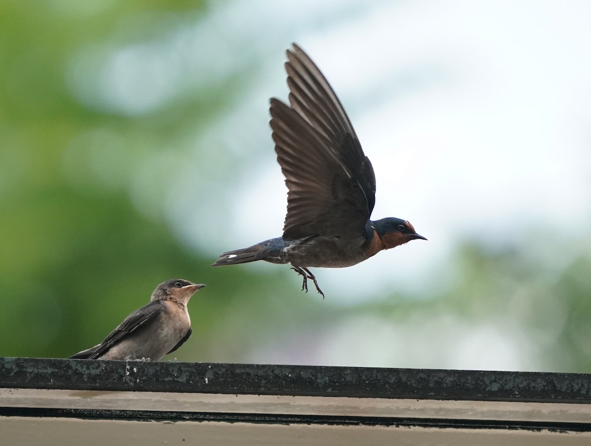 Pacific Swallow - Keng Keok Neo