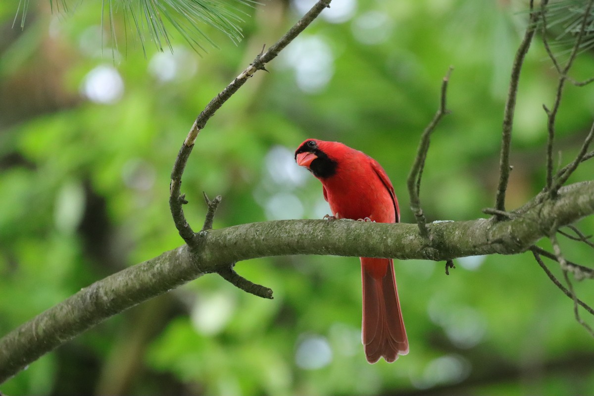 Northern Cardinal - William Going