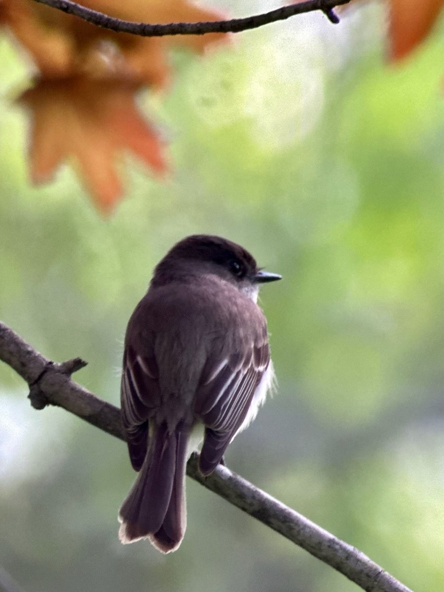 Eastern Phoebe - Jeff Bouton