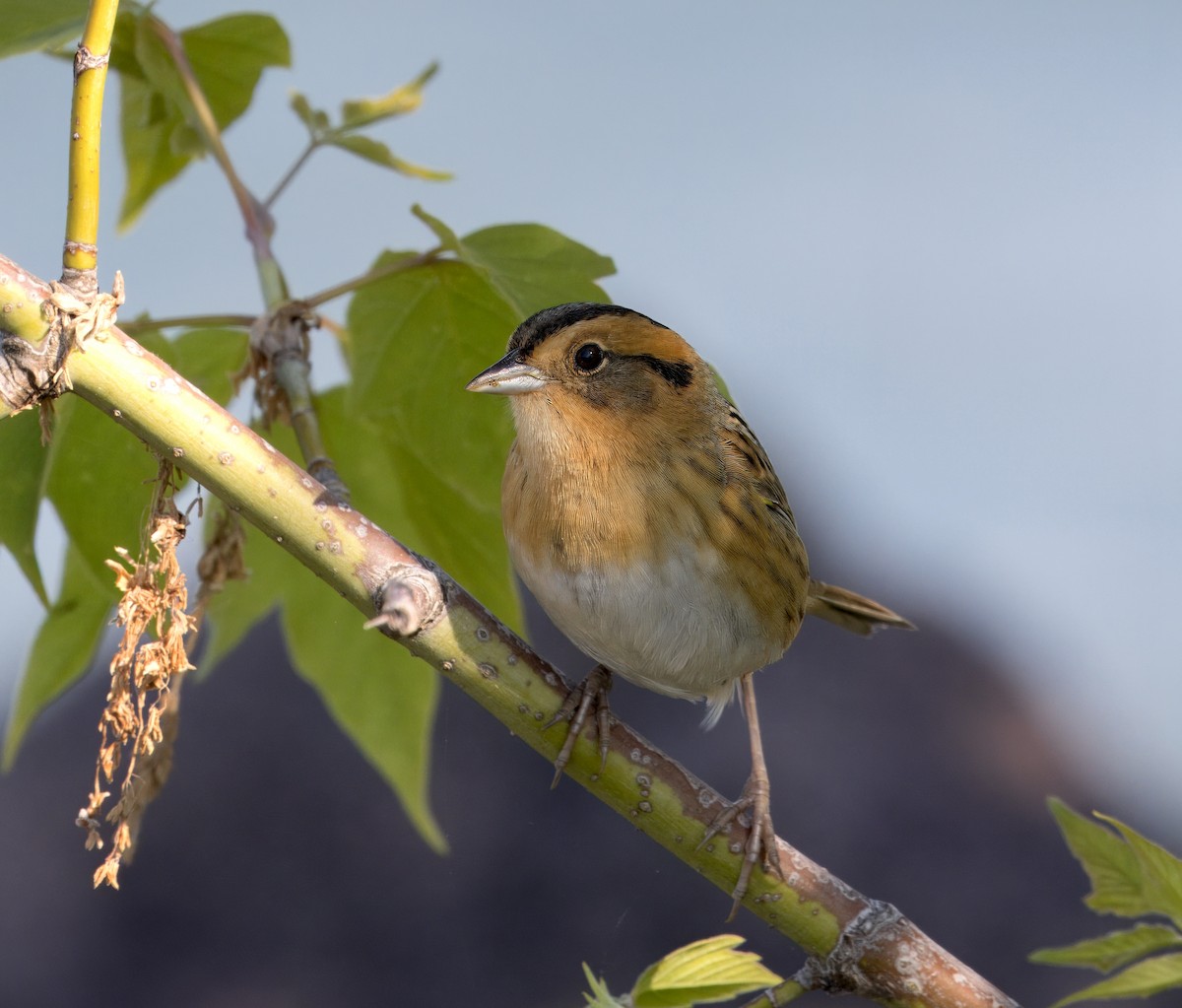 Nelson's Sparrow - Susan Kulinski