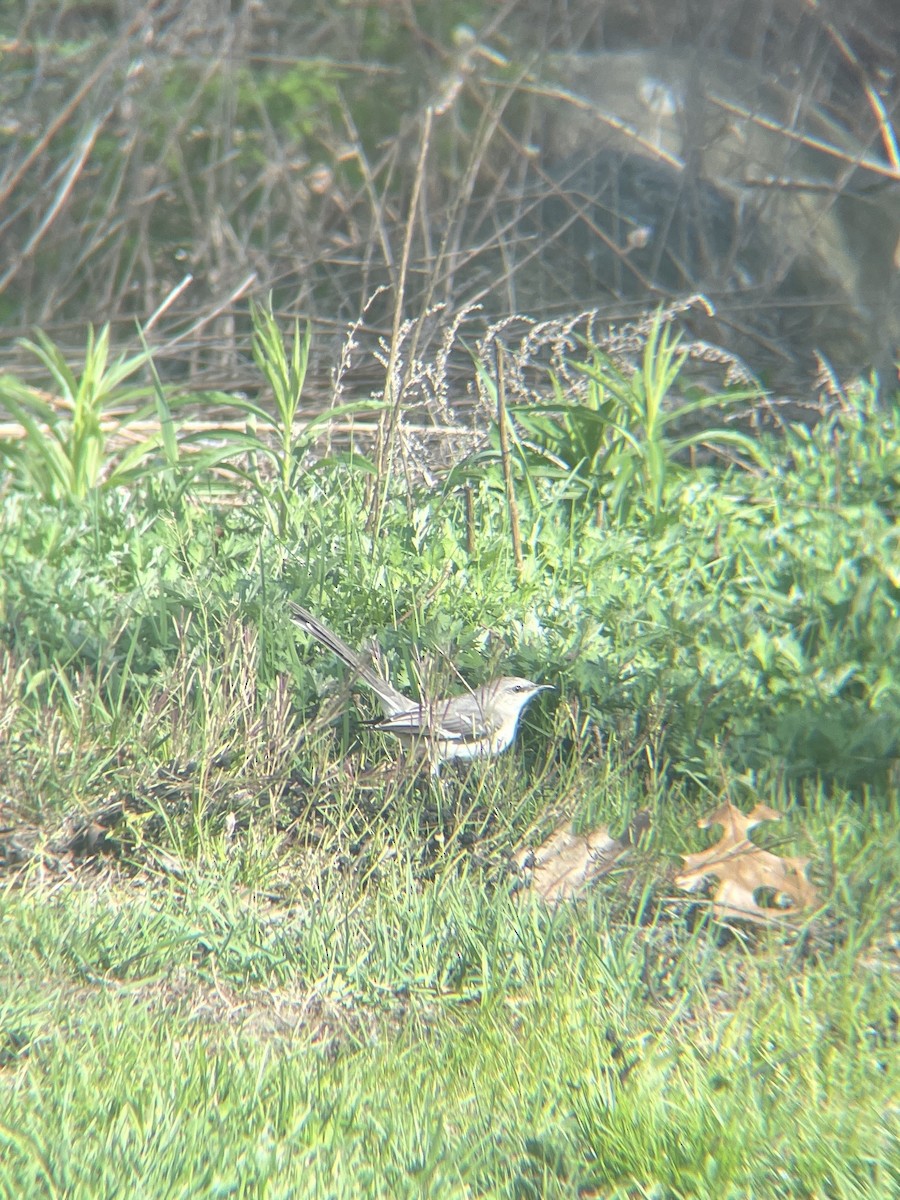 Northern Mockingbird - ML619392704