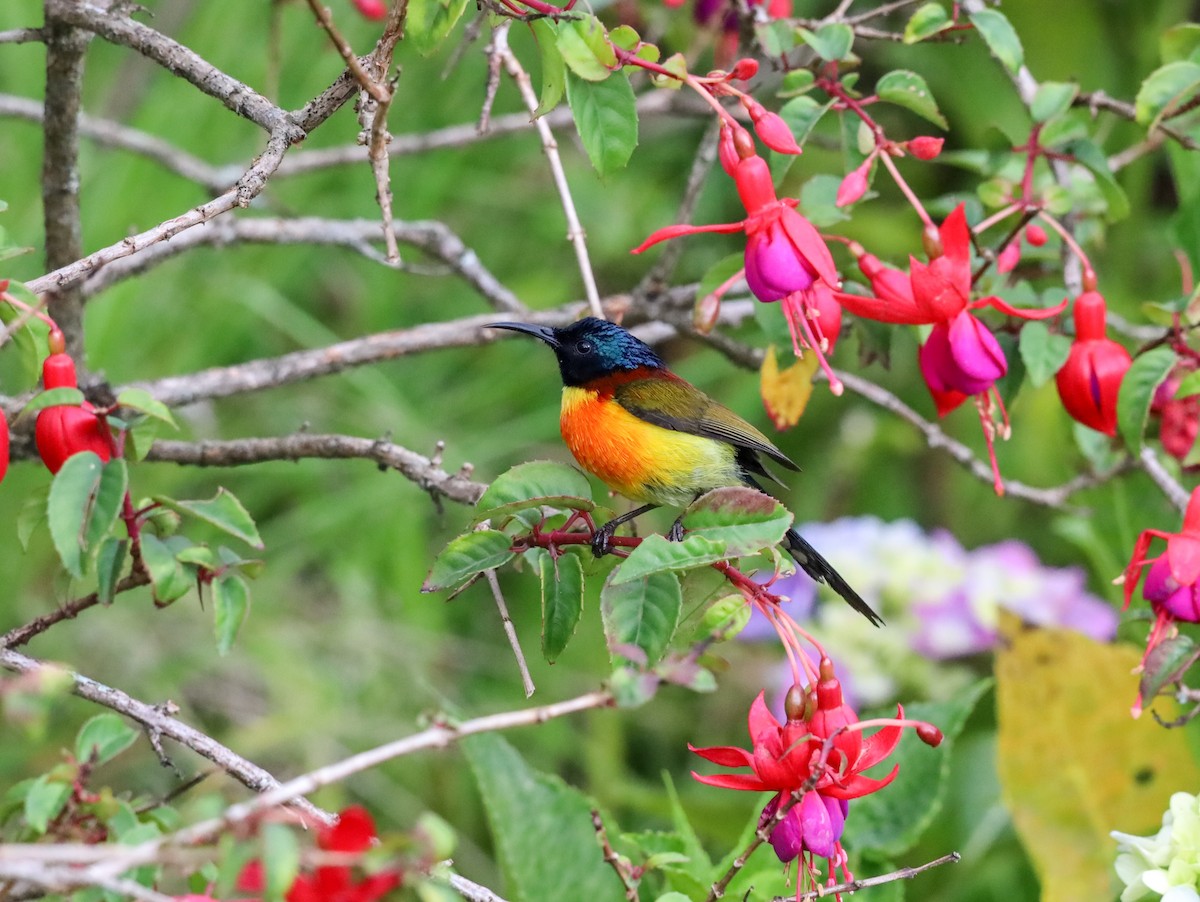 Green-tailed Sunbird (Doi Inthanon) - ML619392705