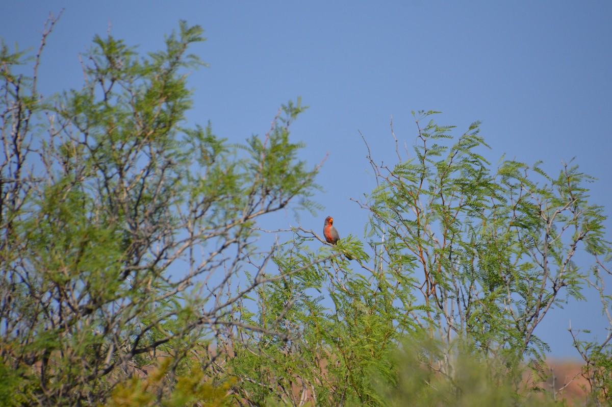 Pyrrhuloxia - Corinna Rostrom