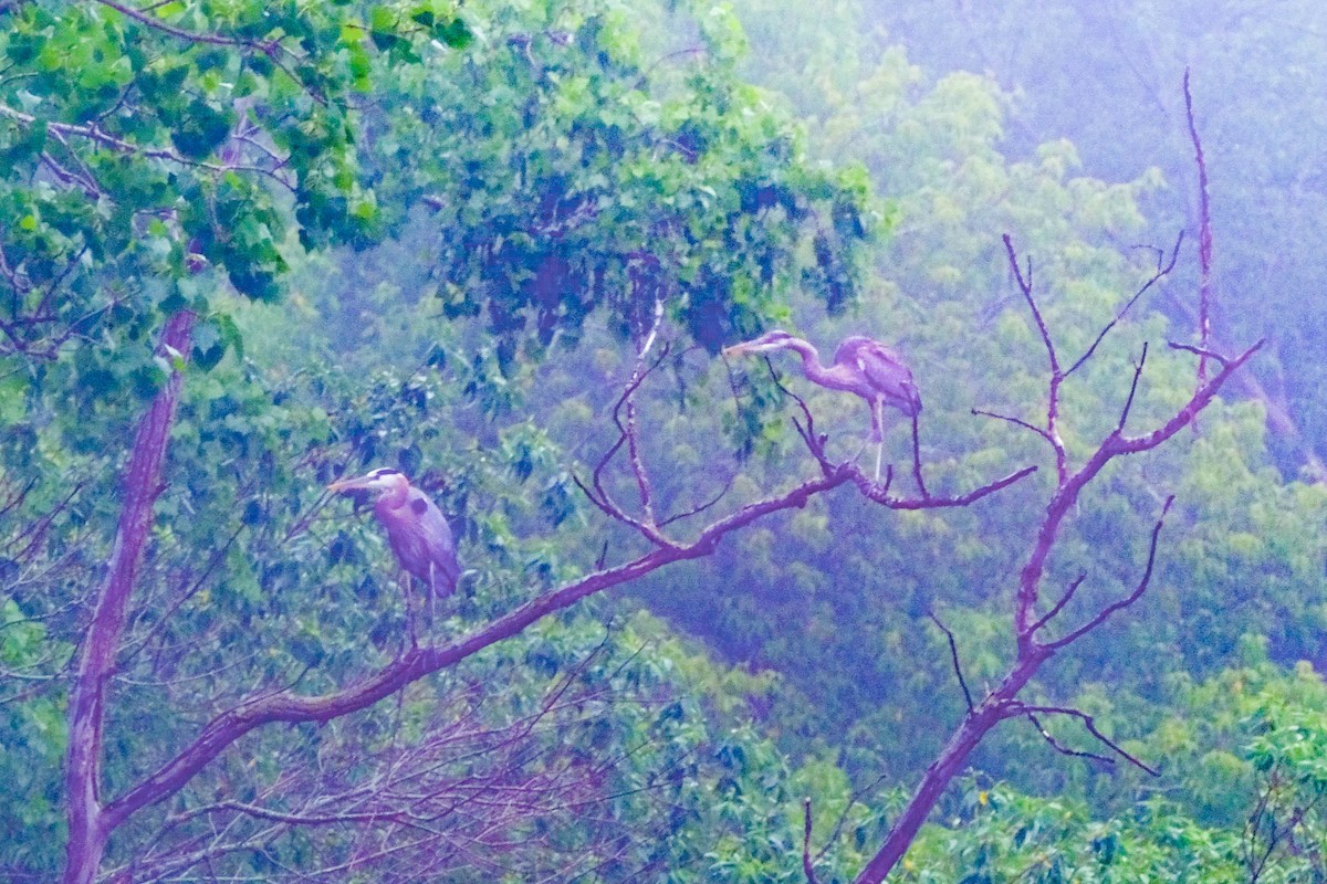 Great Blue Heron - Andrew Dressel