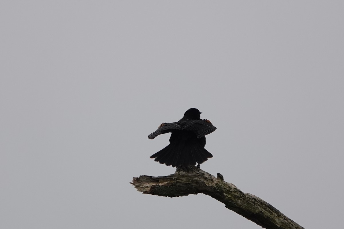 Red-winged Blackbird - Deirdre Robinson