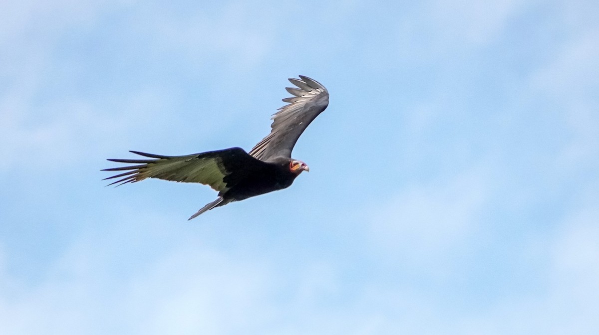 Lesser Yellow-headed Vulture - Laura Voight