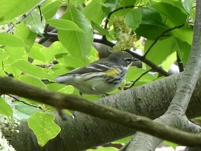 Yellow-rumped Warbler (Myrtle) - Steph Foraker