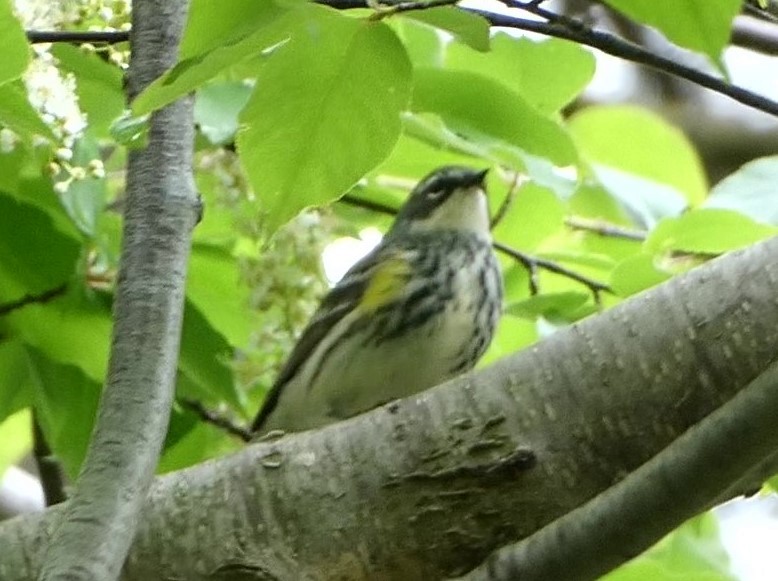 Yellow-rumped Warbler (Myrtle) - Steph Foraker