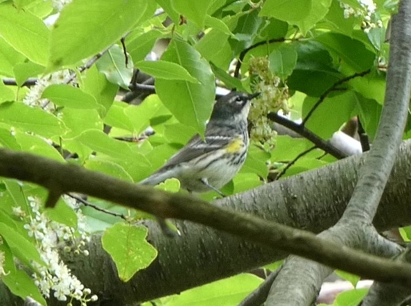 Yellow-rumped Warbler (Myrtle) - Steph Foraker