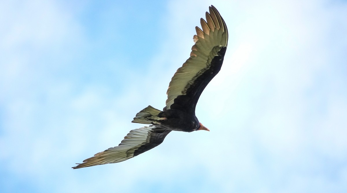 Lesser Yellow-headed Vulture - Laura Voight