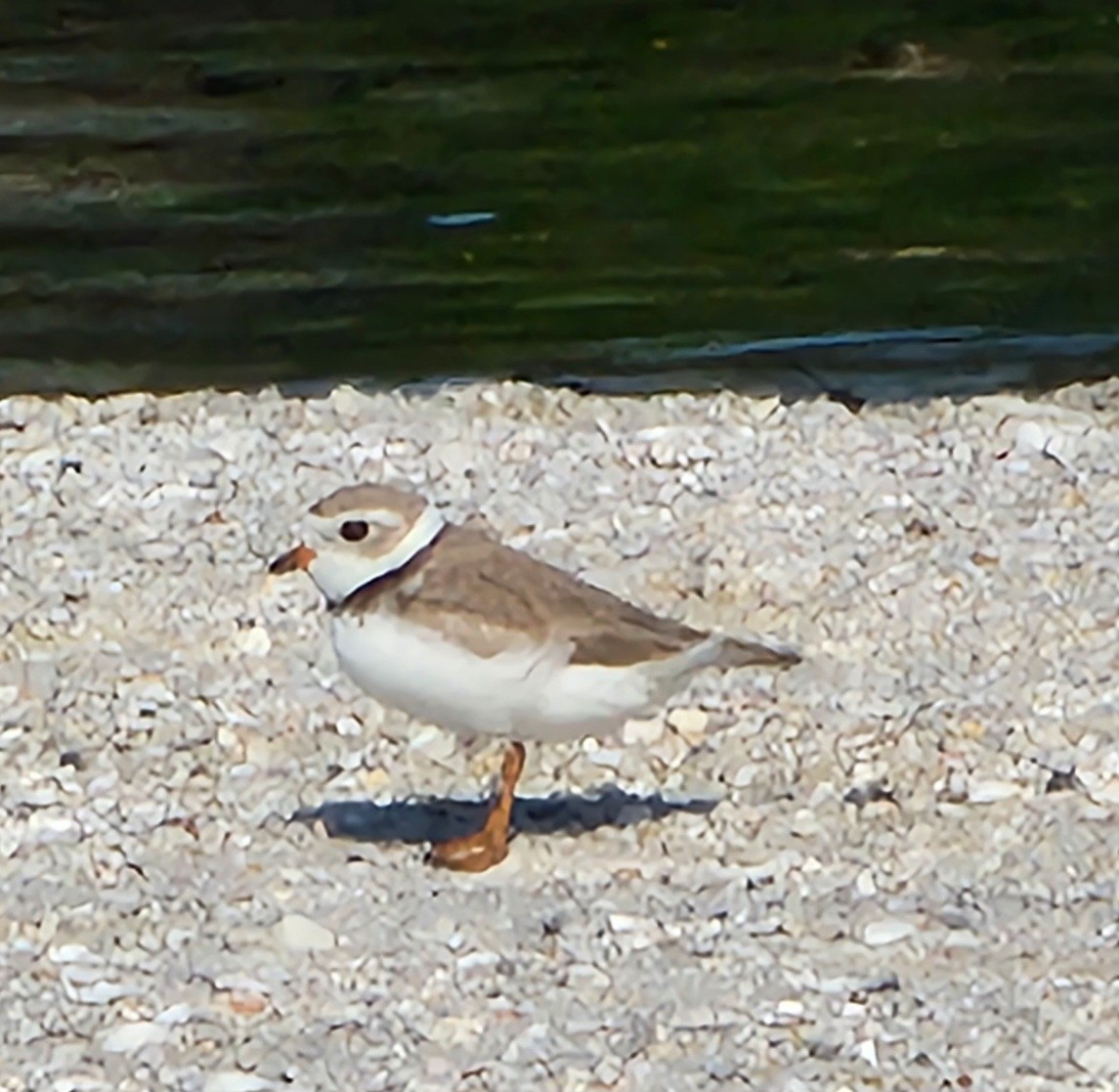 Piping Plover - ML619392758
