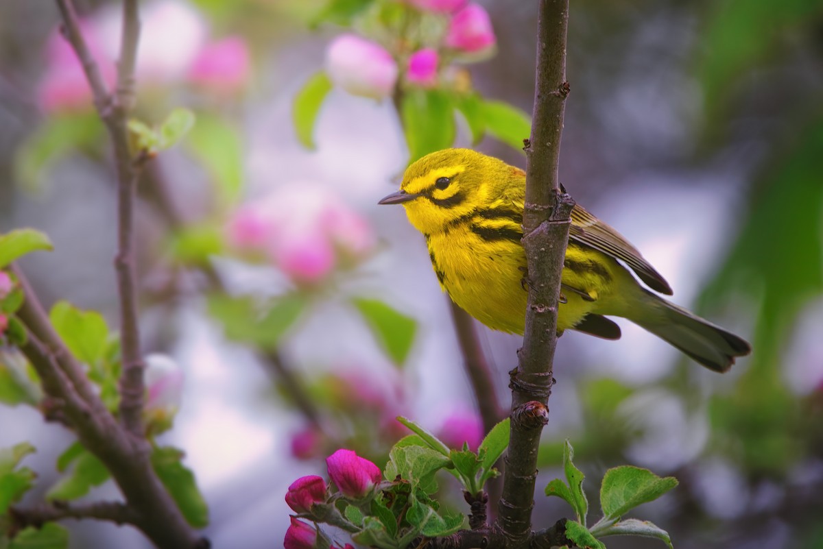 Prairie Warbler - ML619392761