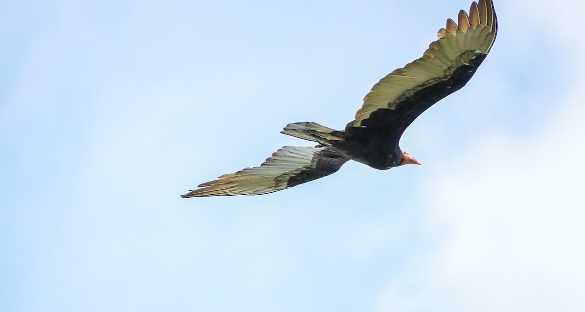 Lesser Yellow-headed Vulture - Laura Voight