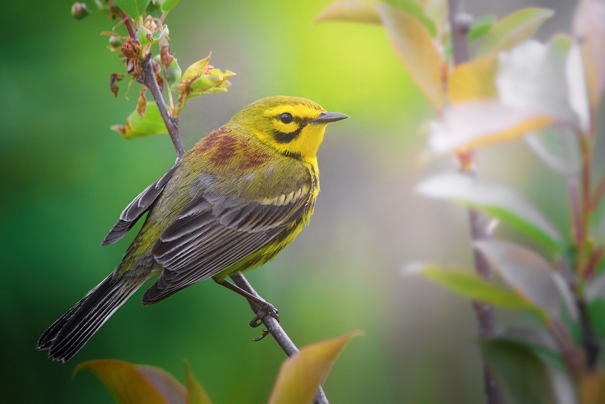 Prairie Warbler - ML619392766