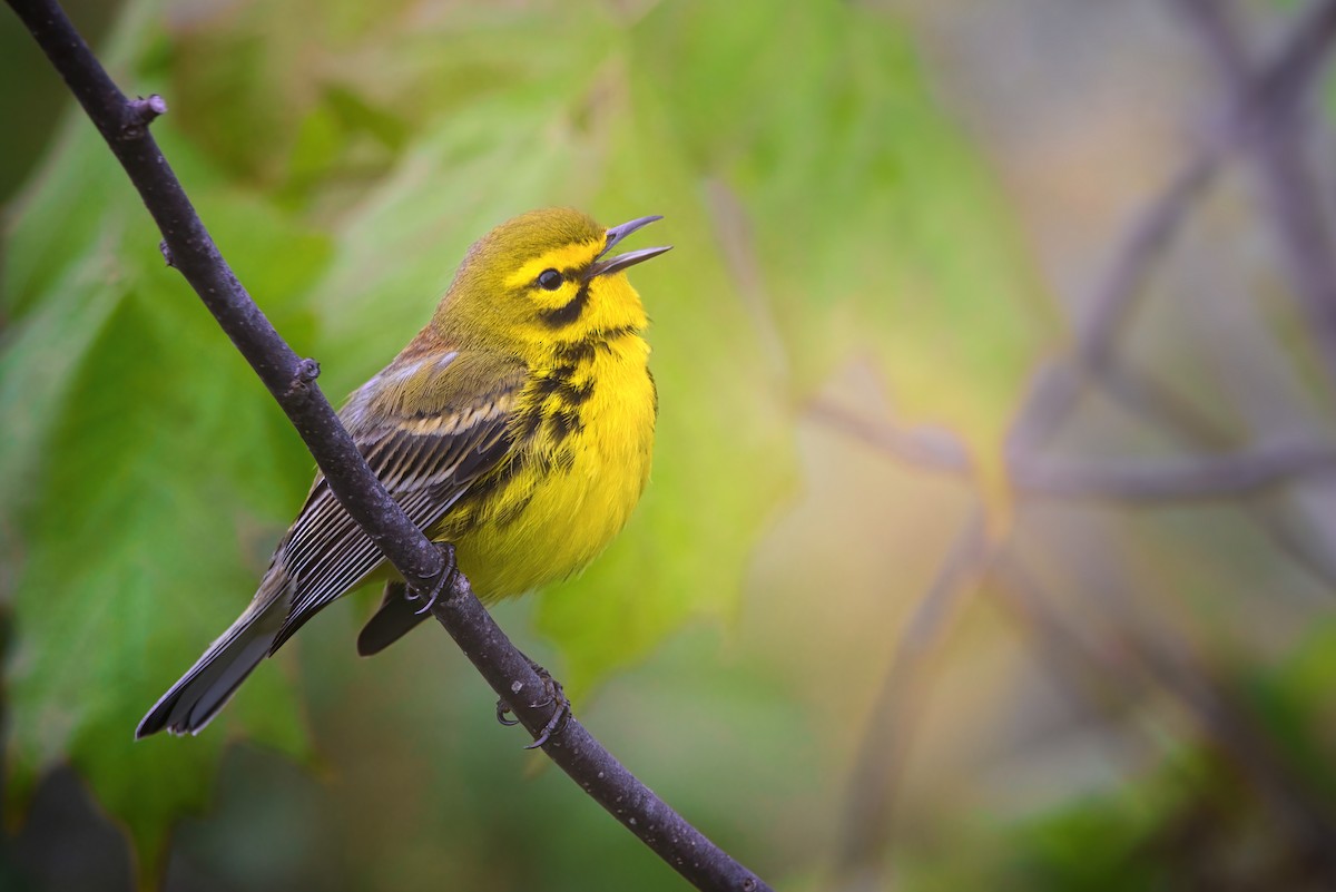 Prairie Warbler - ML619392770