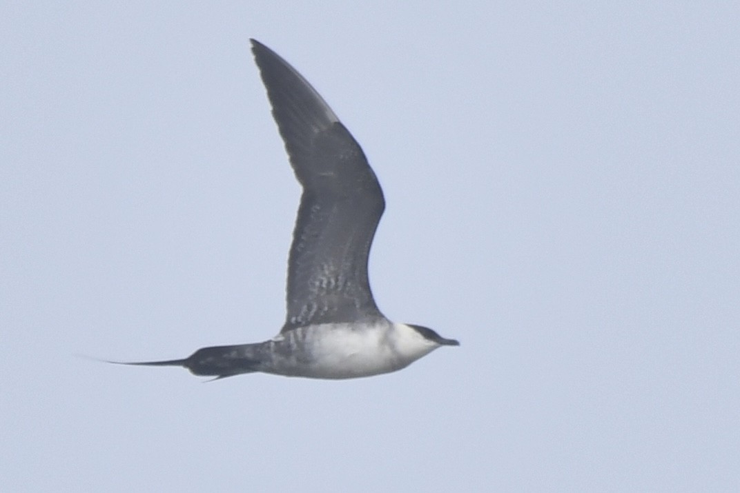 Long-tailed Jaeger - Sue Palmer