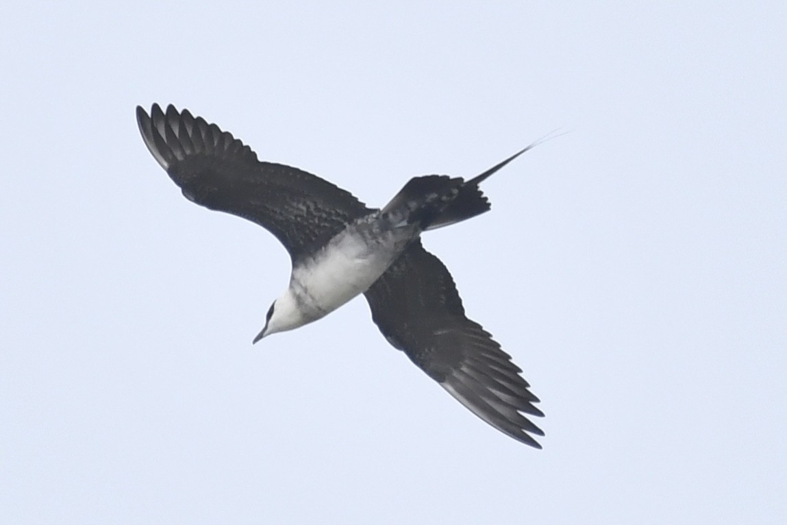 Long-tailed Jaeger - Sue Palmer