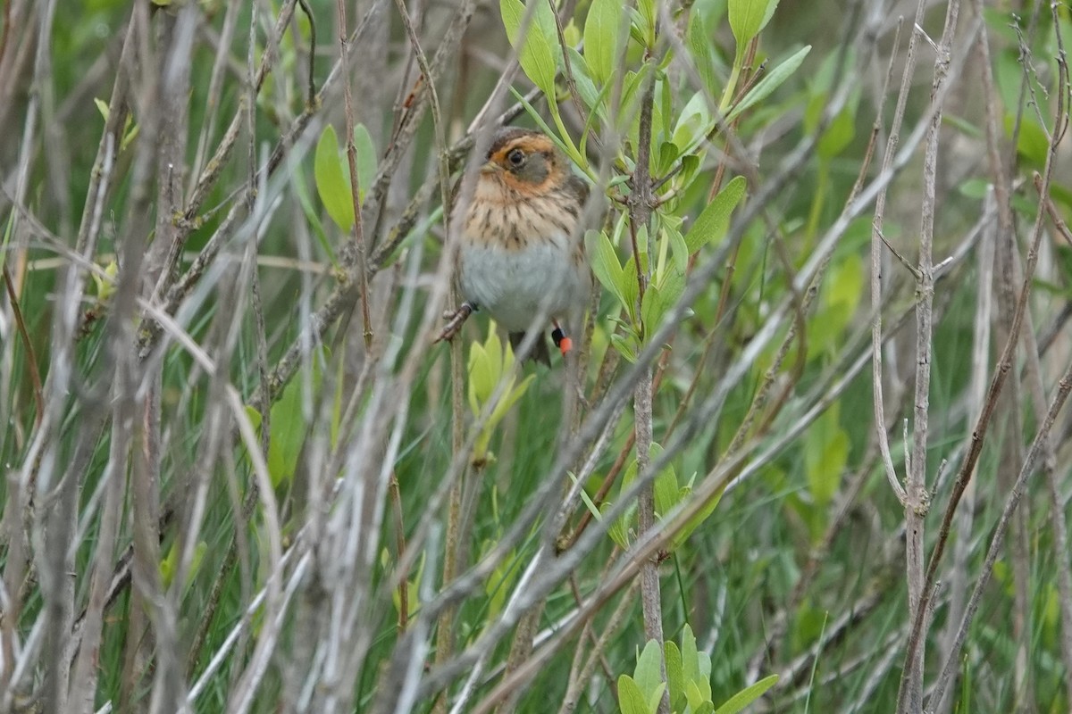 Saltmarsh Sparrow - Deirdre Robinson