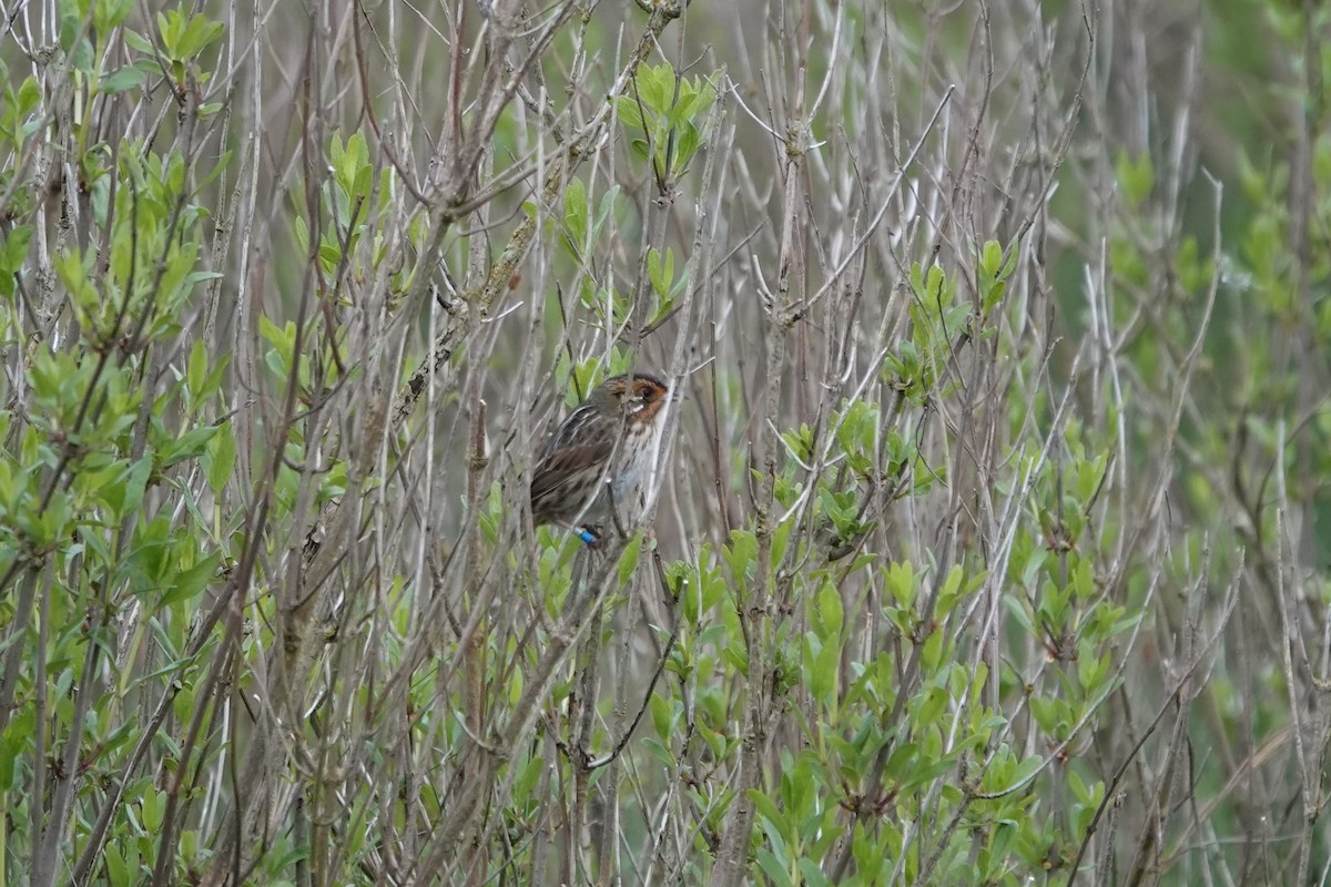 Saltmarsh Sparrow - Deirdre Robinson